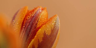 Tebrik kartı ya da makro detaylı lale çiçekli web tasarımı. Bej arka planda taç yaprakları üzerinde su damlacıkları olan güzel bir portakal çiçeği. Metin için alanı kopyala