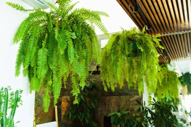 Yeşil eğreltiotları taze ve havadar bir kapalı ortamda