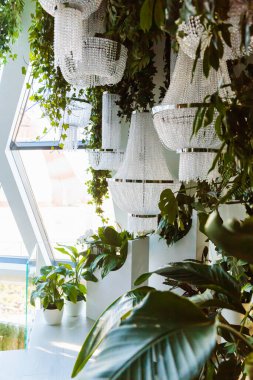 Modern çevre dostu bir evde zarif kristal avizeler, yemyeşil ve doğal ışıklarla çevrili lüks ve taze bir iç mekan için..