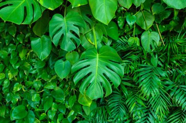 Yeşil duvarı ve tropikal bitkileri olan modern bir iç mekan.