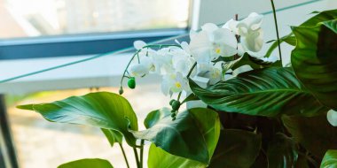 Pencerenin yakınındaki büyük yeşil yapraklar arasında çiçek açan zarif beyaz orkideler yeni ve doğal bir iç mekan atmosferi yaratıyor..