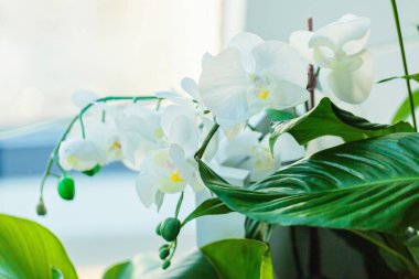 Geniş yeşil yaprakların arasında açan narin beyaz orkide çiçeklerinin yakın çekimi modern, parlak bir ev içinde.