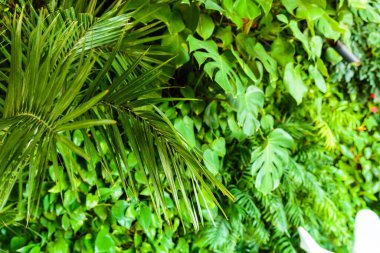 Çağdaş bir çevreci iç mekan, yemyeşil bir duvar, asılı duran ışıklar, ve sürdürülebilir tasarım, doğal ve şık bir alan yaratıyor..