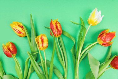 Yeşil bir yüzey üzerinde kırmızı, sarı ve beyaz lalelerin bir karışımı. Canlı çiçek kompozisyonu bir tazelik ve baharın güzelliğini çağrıştırıyor.