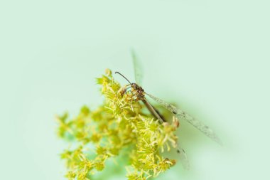 Bir yusufçuk, açık yeşil bir arka planla çerçevelenmiş sarı-yeşil bir çiçeğe zarifçe tünemektedir. Yumuşak ışıklandırma ve hassas denge bu makro çekimde doğanın barışseverliğinin altını çiziyor..