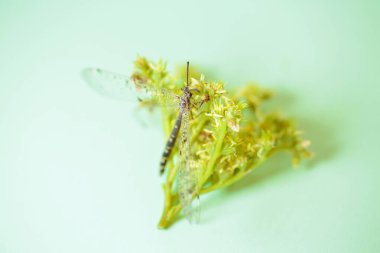 Bir yusufçuk parlak sarı-yeşil bir çiçeğe tünemiş, yumuşak yeşil bir arka planı olan doğal ışıkla yıkanmış. Bu makro fotoğraf doğal dünyanın güzelliğini ve kırılganlığını yansıtıyor..