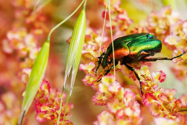Yanardöner yeşil ve bronz böcek yaz otlarının arasında pembe çiçekler üzerinde yürüyor.