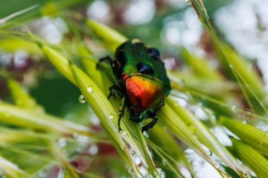 Mücevher tonu kabuklu Scarab böceği makro detaylarla çiçek açan yabani bitkileri keşfediyor.