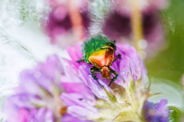 Canlı kır çiçekleri üzerinde metalik yeşil ve kırmızı kabuklu Scarabaeidae böceği