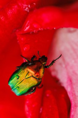Yanardağ böceği, canlı bir gül yaprağına yapışır ve su damlalarıyla kaplanır.