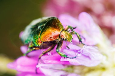 Parlak yeşil ve kırmızı böceklerin çiğ kaplı çiçekleri keşfederken detaylı görüntüsü