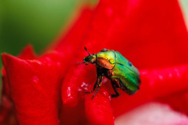 Metalik gövdeli, parlak kırmızı çiyli gülün üzerinde oturan yakın çekim böceği.