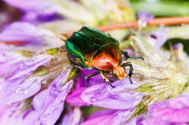 Canlı yeşil böcek makro manzaralı mor kır çiçeğinin üzerinde sürünüyor.