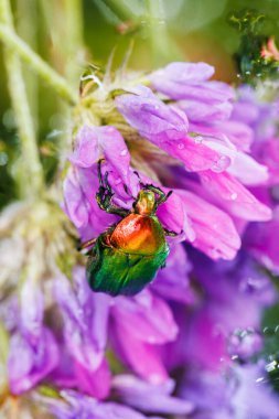 Parlak metalik böcek çiçek açan kır çiçeklerinin altında asılı.