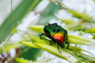 Böcek böceğinin makro 'su, parlak metalik yüzeyi olan ıslak çimenlerin üzerinde dinleniyor.