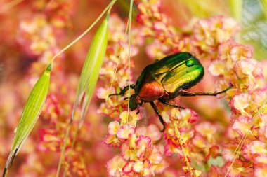 Yanardöner yeşil böceğin Makro 'su yaz otlaklarında yabani pembe çiçeklerle besleniyor