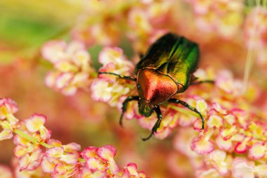 Yeşil ve kırmızı renkleri olan, narin pembe çiçeklerin üzerinde yürüyen yanardöner bir böcek.