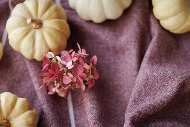Beyaz balkabakları ve pembe kurumuş ortanca çiçeklerinin yukarıdan aşağı görüntüsü sıcak, kırsal bir sonbahar ortamında desenli kumaşa dizilmiş.