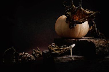 Balkabağı, etrafını saran kuru yapraklar ve karanlık ortam ışığında kurumuş sarmaşıkların üzerinde dinleniyor.