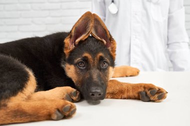 Acı çeken ve yardım isteyen Alman çoban köpeğinin portresi. Veteriner her zaman hayvanlara yardım etmeye hazırdır. Tıbbi yardım süreci. 