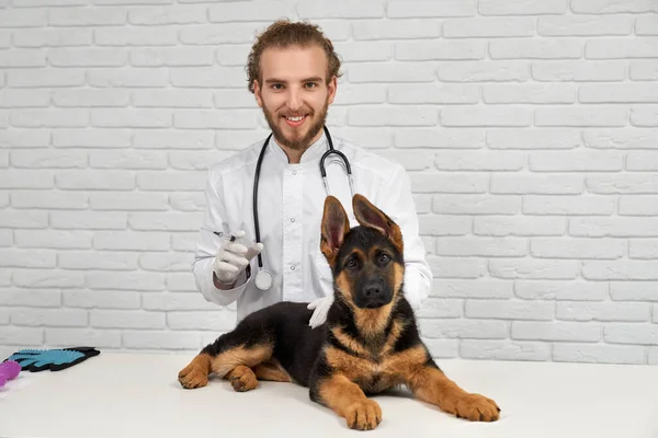 Portrait German Shepherd His Lifesaver Dog Hoding Ears Gratefully Vet — Stock Photo, Image