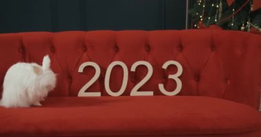Şirin, beyaz, tüylü tavşanın önü şık, kırmızı stüdyoda, rahat stüdyoda oturuyor. 2023 yılının sembolü poz vermek, fotoğraf çektirmek. Kış tatili kavramı.
