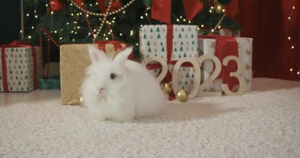 Vista Laterale Grazioso Bianco Peloso Coniglio Posa Avendo Photoshoot All — Video Stock