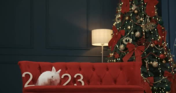 Vista Frontal Conejo Blanco Peludo Sentado Elegante Sofá Rojo Pie — Vídeos de Stock