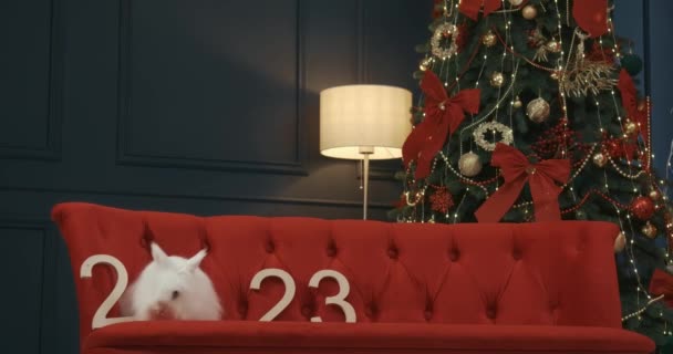 Πρόσοψη Του Λευκού Γούνινο Κουνέλι Κάθεται Κόκκινο Καναπέ Στο Στούντιο — Αρχείο Βίντεο