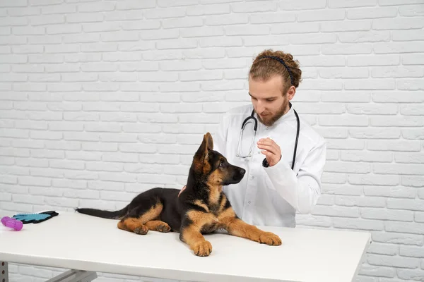 Portrait of animal doctor and patient dog. Alsatian looking carefully at veterinarian hand. Concentrated specialist crossing fingers before dog finding reason of poor state.
