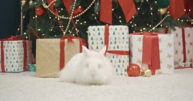 Hayvanın yan görünüşü, evde poz veren yeni yılın sembolü, dekore edilmiş noel ağacının yanında fotoğraf çekimi. Beyaz, tüylü tavşan yerde oturuyor, kokuyor. Yeni yıl kavramı.
