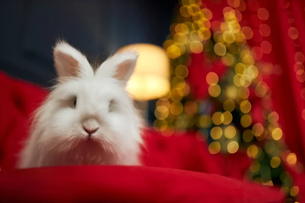 スタジオの赤いソファに座ってかわいい 毛皮のウサギのフロントビュー 新年のカメラを見てのシンボルは 装飾された部屋にポーズ 新年とクリスマスの概念 — ストック写真