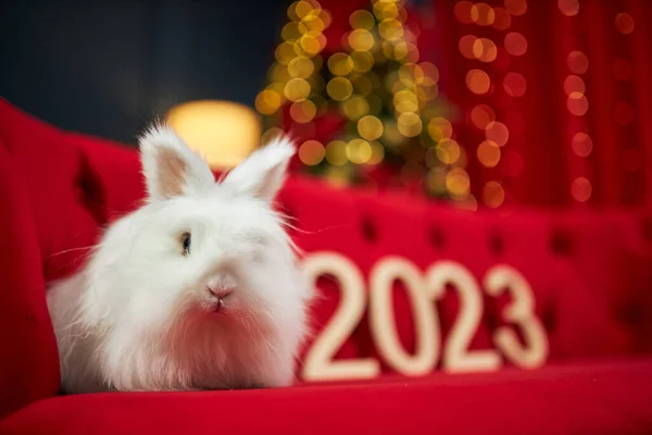 白のフロントビューでは 毛皮のウサギの赤 ベルベットのソファに座っている 新年の象徴2023カメラを見て 装飾されたスタジオで写真撮影をしています 新年とクリスマスの概念 — ストック写真