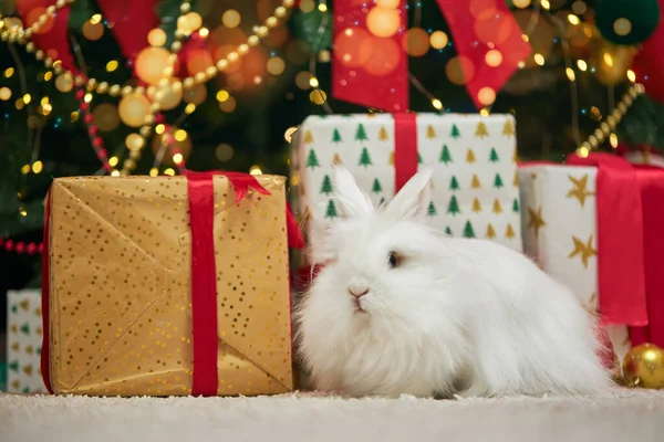 Вид Спереду Смішний Білий Кролик Сидить Біля Прикрашеної Ялинки Подарунків — стокове фото