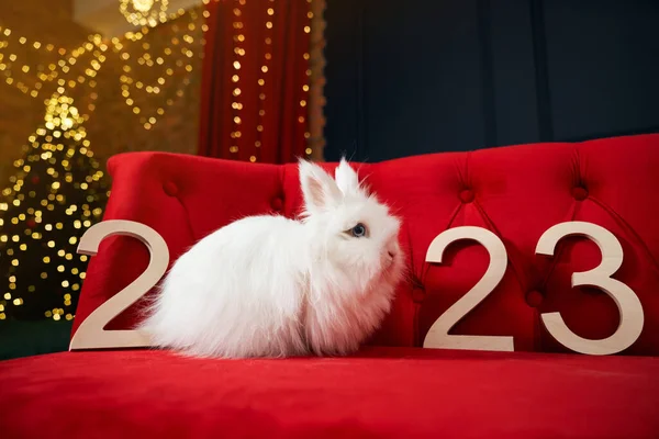 Oldalnézet Állat Szimbóluma Újév 2023 Pózol Beltérben Aranyos Szőrös Fehér — Stock Fotó