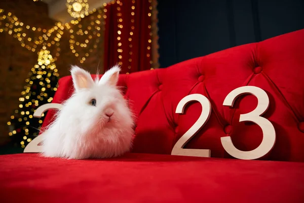 Вид Спереду Прекрасний Пухнастий Білий Кролик Сидить Червоному Дивані Дивлячись — стокове фото
