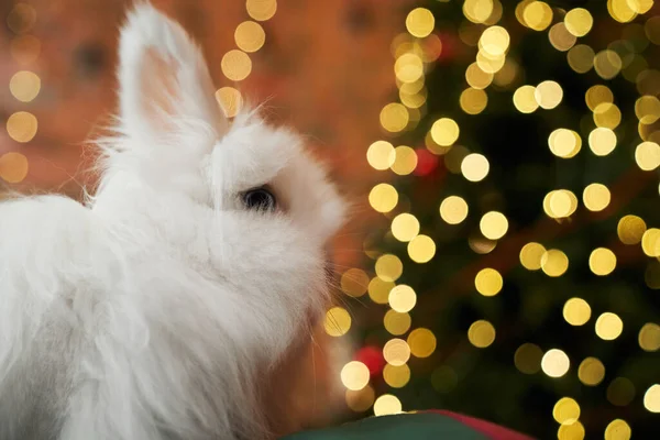 Вид Збоку Білого Кролика Сидить Дивлячись Ялинку Прикрашену Гірляндами Тварина — стокове фото