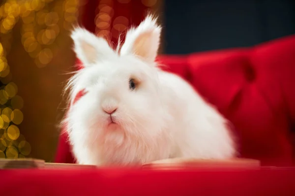 빨간색 소파에 귀엽고 토끼의 2023 새해의 상징인 동물은 반짝이는 복장으로 — 스톡 사진