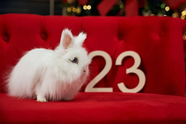 ベルベットのソファに座ってかわいい 毛皮のウサギの側面図 クリスマスツリーで飾られた部屋で写真撮影をしている2023年の新年のシンボル 新年とクリスマスの概念 — ストック写真