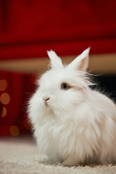 Вид Спереду Милий Пухнастий Кролик Сидить Білому Килимі Студії Фуні — стокове фото