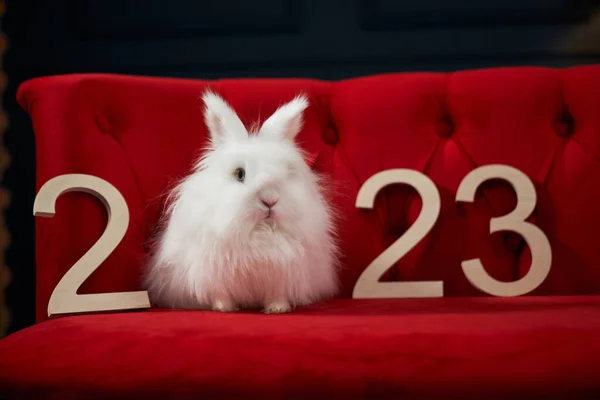 動物のフロントビューは 新年のシンボル2023屋内ポーズ 毛皮のウサギの赤いソファの上に屋内で カメラを見て座っている お正月 お祝いの概念 — ストック写真