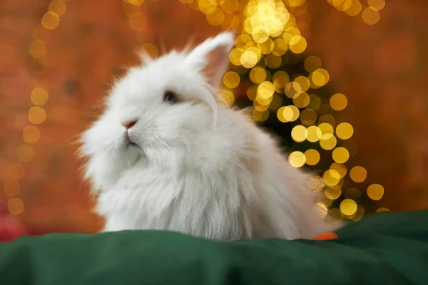 美しい 毛皮のウサギのサイドビュー装飾されたスタジオで緑のソファに座っている 屋内だけで写真撮影をしている2023年の新年のシンボル 新年のお祝いと休日の概念 — ストック写真