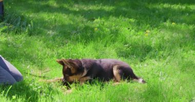 Sıradan giyinen bir kadın çimlerin üzerinde oturup köpeğini eğitiyor. Bayan ev sahibi güzel evcil hayvanlar için emirler veriyor. Arkadaşlık kavramı.