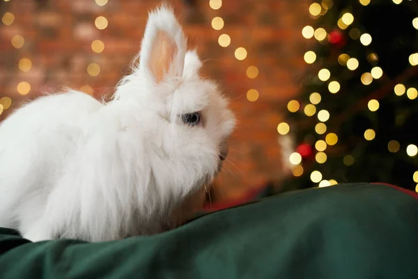 Side view of animal, symbol of new year posing, having photoshoot indoors. White, furry rabbit sitting, looking at decorated christmas tree. Concept of new year and holidays.