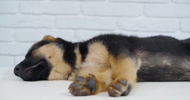 Stüdyoda beyaz arka planda uyuyan sevimli siyah ve kahverengi köpek yavrusu. Güzel evcil hayvan kestiriyor. Küçük köpeğin büyüme süreci. 