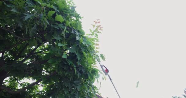 Närbild Manlig Trädgårdsmästare Med Hjälp Elektrisk Häcksax För Beskärning Gröna — Stockvideo