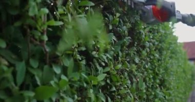 El elektrikli kesiciyle çitleri budayan adama yaklaş. Erkek bahçıvan yaz mevsiminde aşırı gelişmiş bitkileri şekillendiriyor. Arka bahçede el işi..