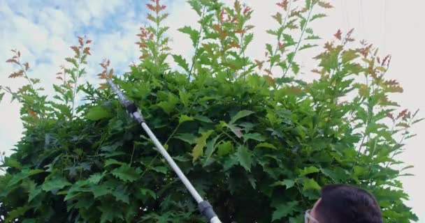 Närbild Manlig Trädgårdsmästare Med Hjälp Elektrisk Trimning Maskin För Att — Stockvideo