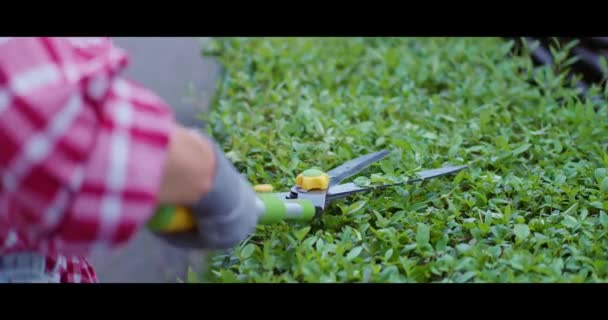Femme Blanche Dans Des Gants Protection Taille Buissons Envahis Avec — Video