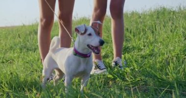Jack Russell Terrier 'a yaklaşın. Ayakta duruyor, bakıyor, havlıyor, esiyor, çocuklar ve ihtiyarlar tarafından yönetiliyor. Tepelerde seyahat eden bir grup turist. Doğanın keşfi kavramı.